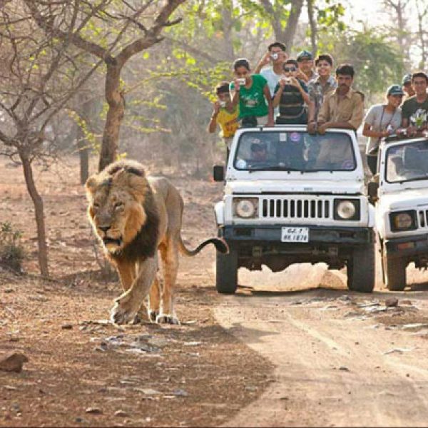 lion-safari (1)